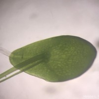 Spirodela punctata (G.Mey.) C.H.Thomps.